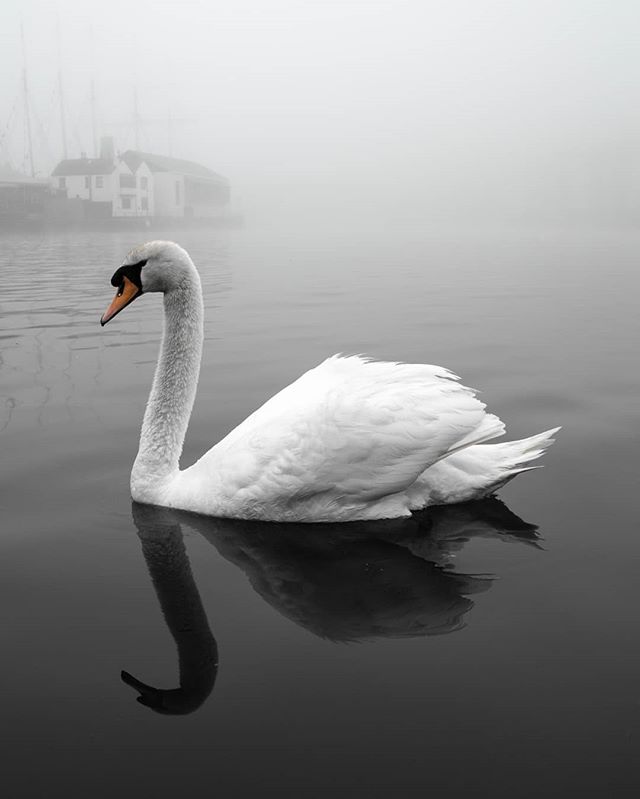 Swan Bristol